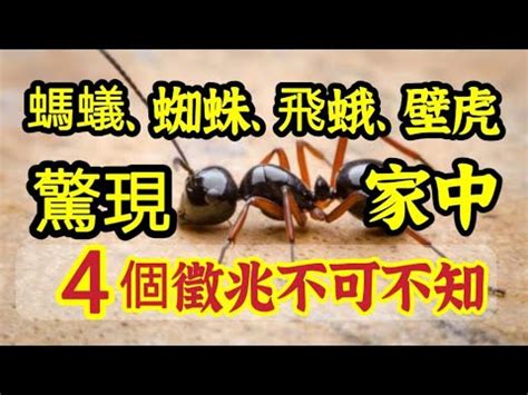 螞蟻 大量 出現 徵兆|家中突然出現很多小螞蟻怎麼辦？專家教你五招消滅家中小螞蟻、。